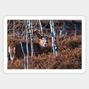 White-tailed Deer Sticker